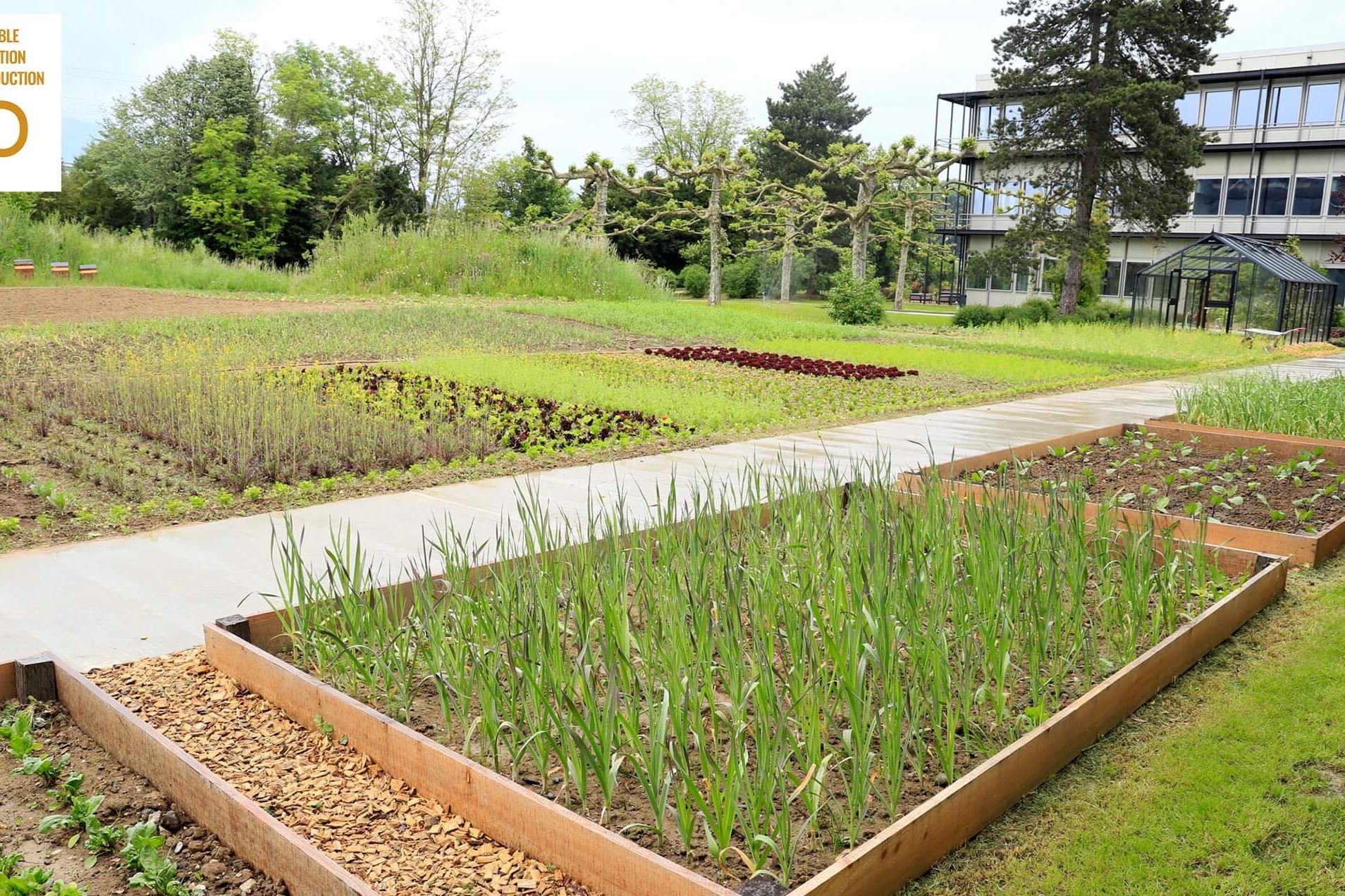 Thehive Campus Sustainabledevelopment Urbanvegetablesgarden@2X (1) Thehive Campus Sustainabledevelopment Urbanvegetablesgarden@2X (1)