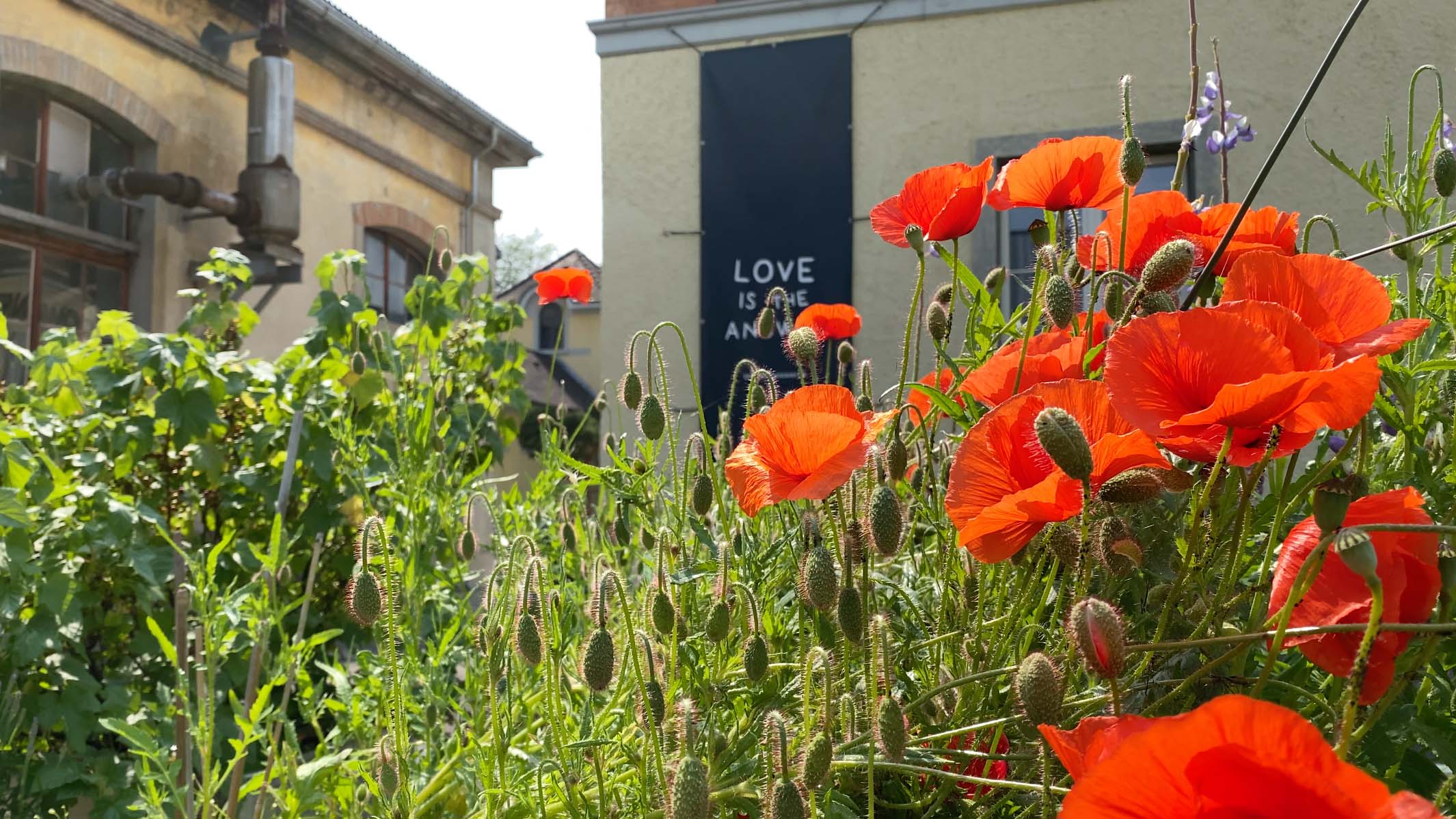 Miniaturfoto Love Is The Answer 16Zu9