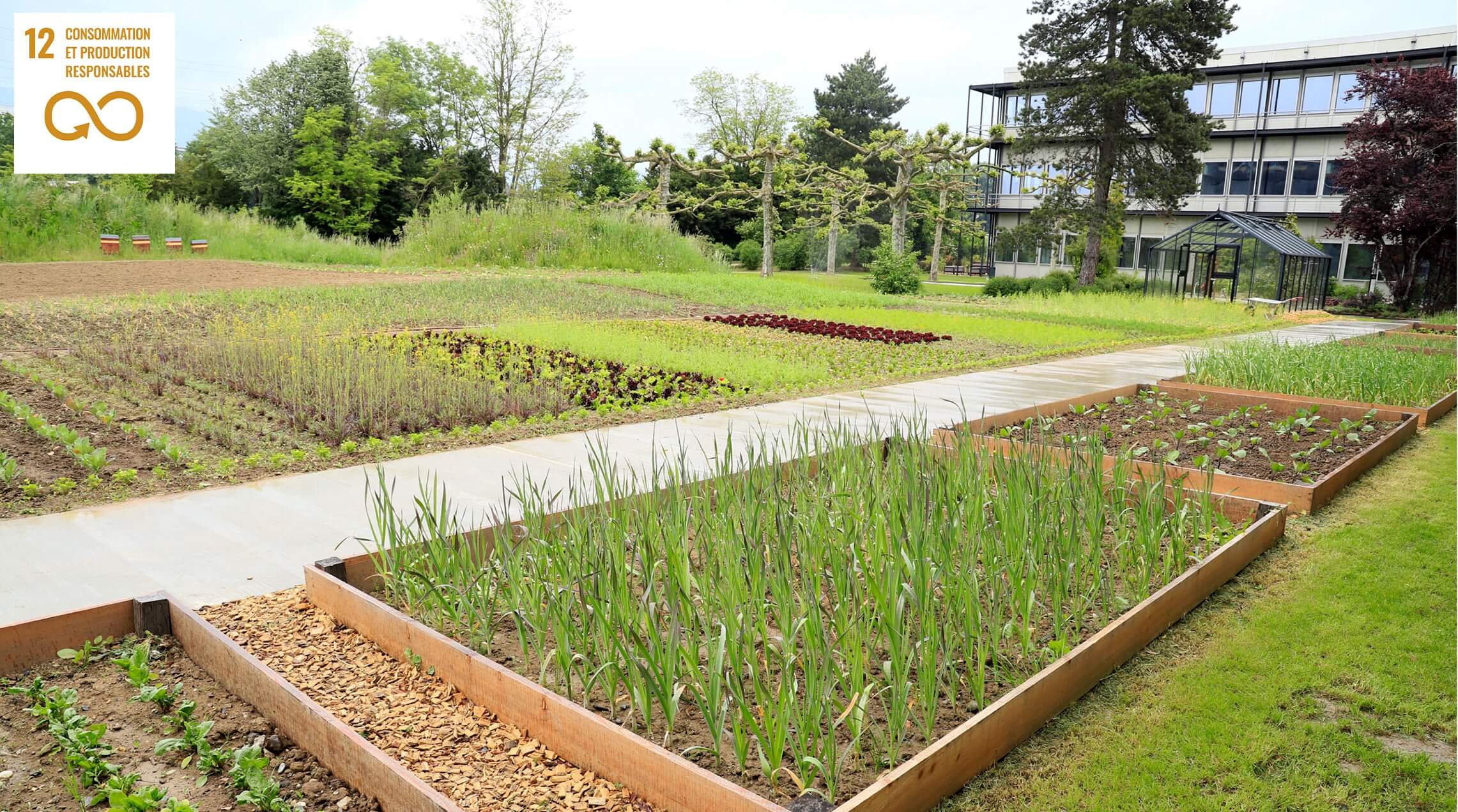 Thehive Campus Developmentdurable Potagerurbain@2X (1)